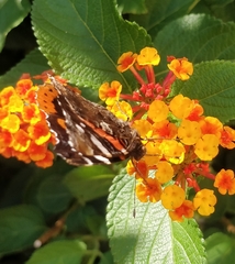 Vanessa atalanta