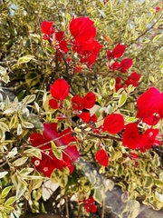 Bougainvillea spectabilis