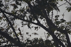 Psittacula alexandri fasciata