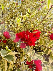 Bougainvillea spectabilis