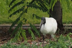 Threskiornis molucca
