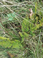 Meum athamanticum
