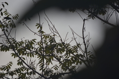 Psittacula alexandri fasciata