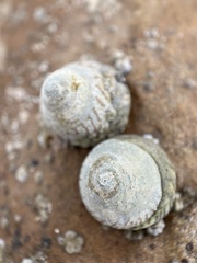 Bembicium nanum