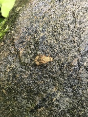 Arthropeas americana
