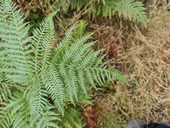 Pteridium
