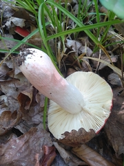Russula sanguinea
