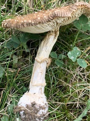Amanita