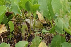 Gavicalis versicolor