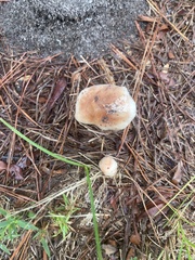 Lactifluus hygrophoroides