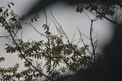 Psittacula alexandri fasciata