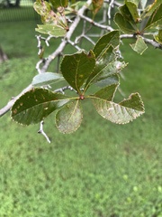 Crataegus crus-galli