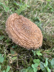 Amanita