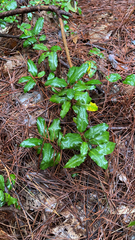 Elaeagnus