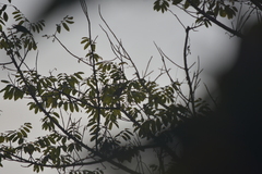 Psittacula alexandri fasciata