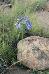 Agapanthus inapertus