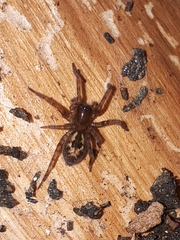 Amaurobius