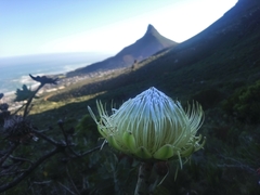 Protea nitida