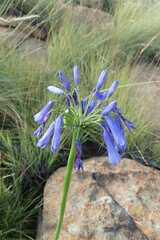 Agapanthus inapertus