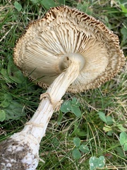 Amanita