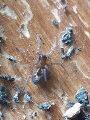 Amaurobius