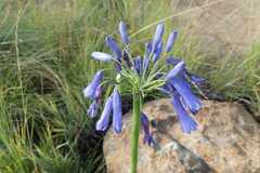 Agapanthus inapertus