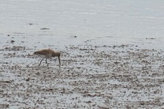 Limosa limosa