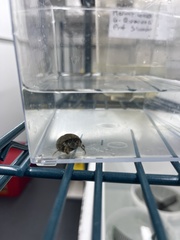 Pagurus bernhardus