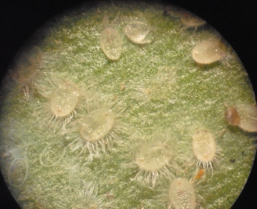 Trialeurodes asplenii