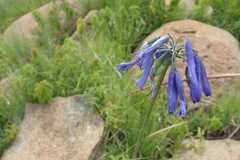 Agapanthus inapertus