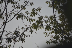 Psittacula alexandri fasciata