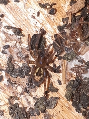 Amaurobius