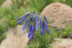 Agapanthus inapertus