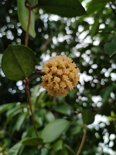 Hoya incrassata Warb.