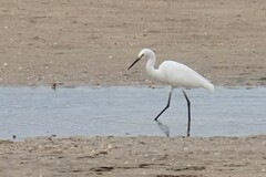 Egretta garzetta