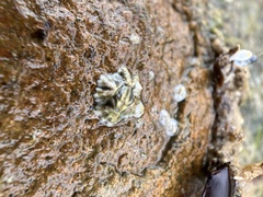 Hexanauplia