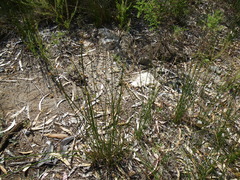 Cyperus gymnocaulos