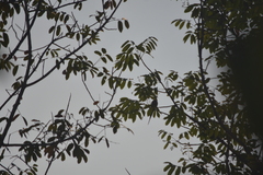 Psittacula alexandri fasciata