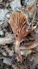 Cortinarius distans