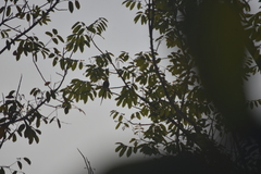 Psittacula alexandri fasciata