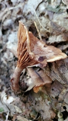 Cortinarius distans
