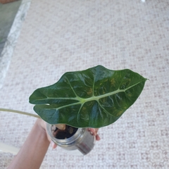 Alocasia amazonica