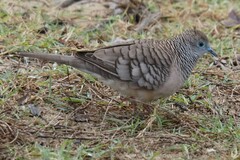Geopelia placida