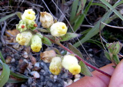Hermannia hyssopifolia