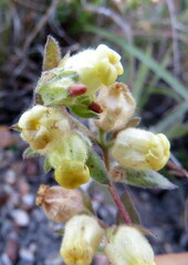 Hermannia hyssopifolia