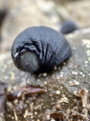 Nerita atramentosa