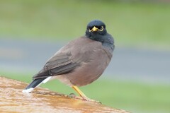 Acridotheres tristis