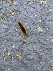 Lepidoptera