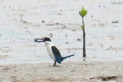 Todiramphus sordidus