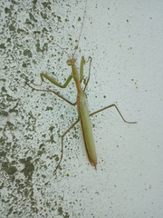 Coptopteryx argentina